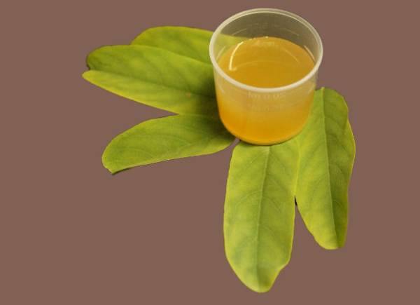 Saison Kräuter für Hunde Sommer